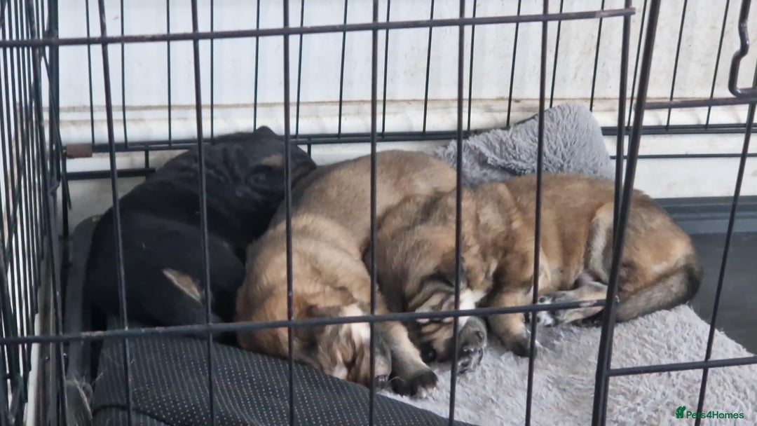 German Shepherd dogs for sale: Long hair german shepherd  - Advert 7