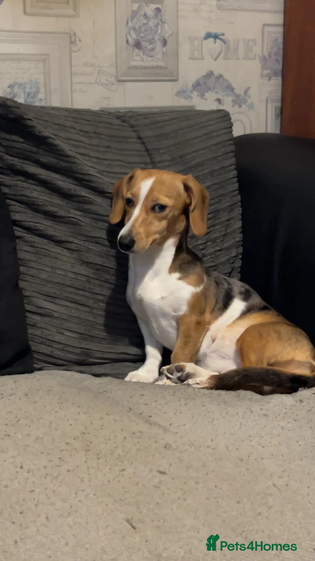 Miniature Dachshund dogs for sale: 2 beautiful dachshund boys left - Advert 1