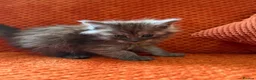 Maine Coon cats for sale: 6 Healthy Newly Born babies - Advert 8