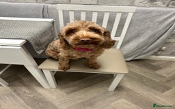 Mixed Breed dogs for sale: Cockapoo cross Poochon  - Image 11