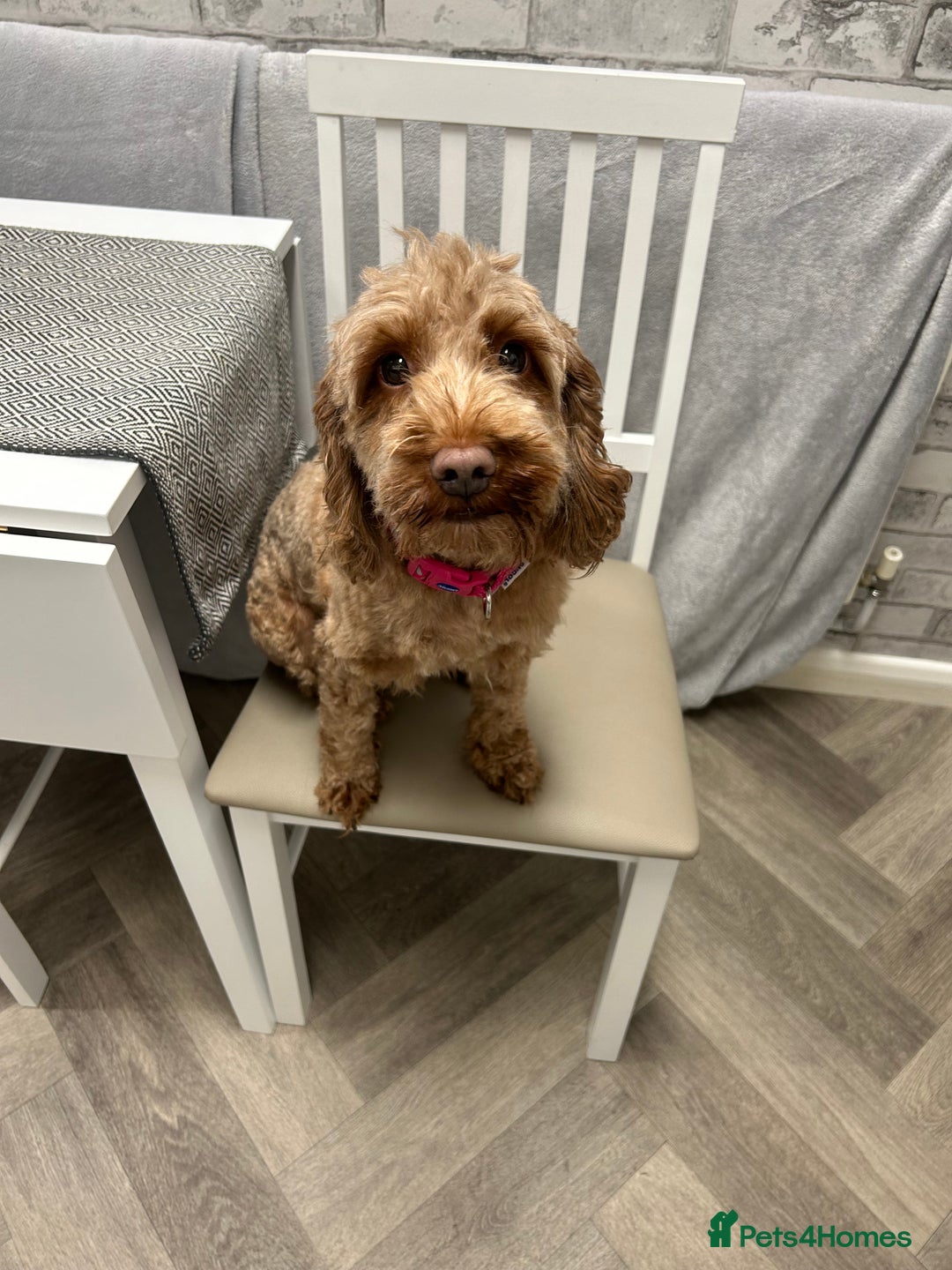 Mixed Breed dogs for sale: Cockapoo cross Poochon  - Image 11