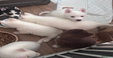 Utonagan dogs - Advert 5