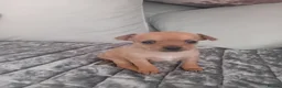 Chihuahua dogs for sale: Chuiahuia puppies 3 weeks old  - Advert 2