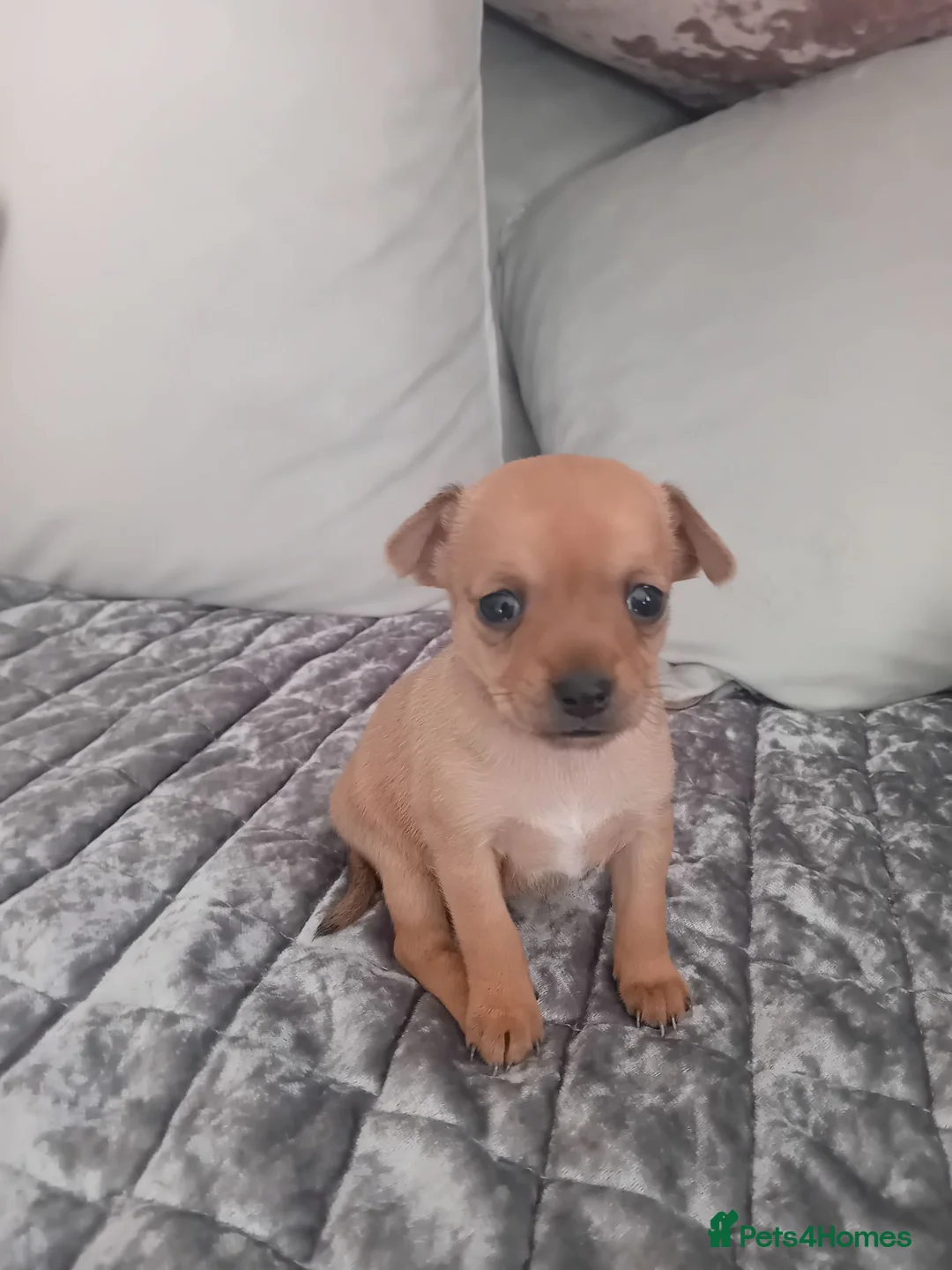 Chihuahua dogs for sale: Chuiahuia puppies 3 weeks old  - Advert 2