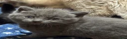 Mixed Breed cats for sale: Stunning kittens available to the best of homes  - Advert 4
