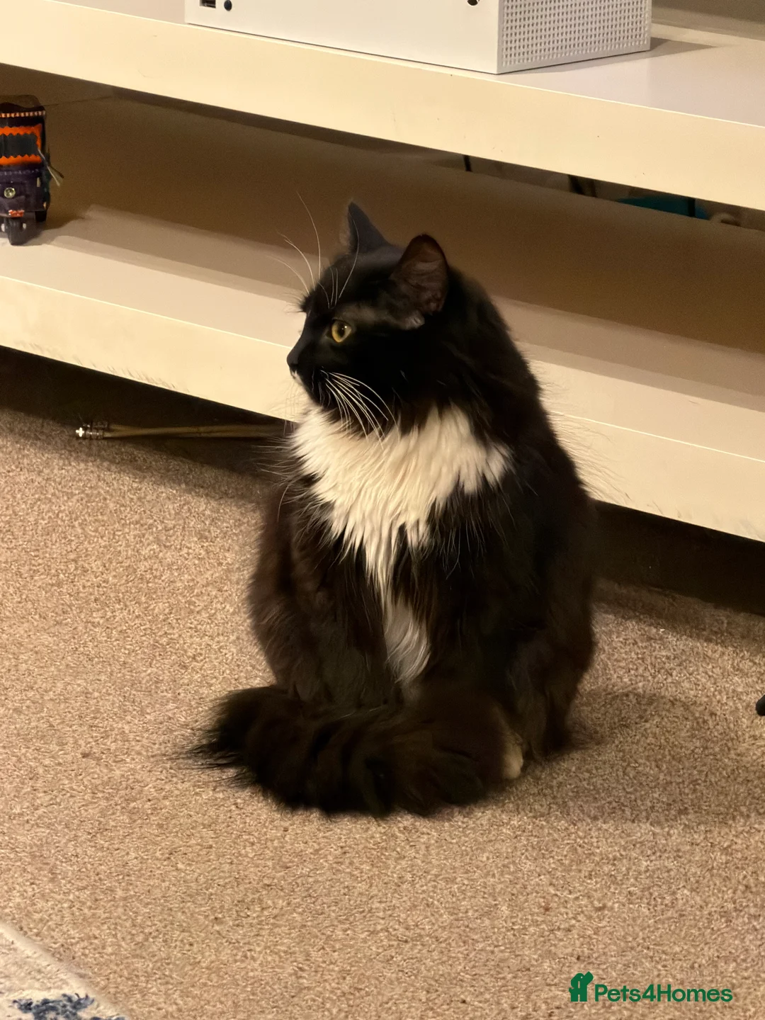 British Shorthair cats for sale: Stunning British Shorthair Tuxe - Advert 2