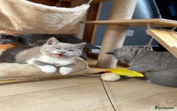 British Shorthair cats for sale: British shorthair kittens - Image 4