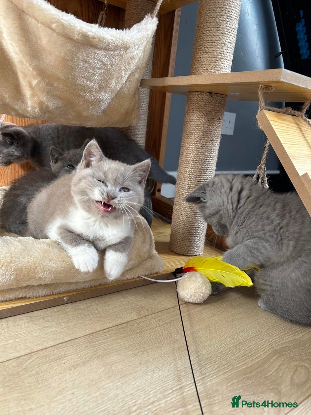 British Shorthair cats for sale: British shorthair kittens - Image 4