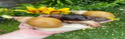 Snails invertebrates for sale: Giant African Snails for sale! - Advert 9