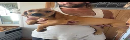 Labrador Retriever dogs for sale: working line Labrador retriever  - Advert 8