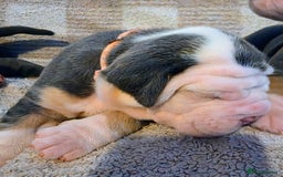 Olde English Bulldogge dogs for sale: Olde English Bulldog Puppies NEBBR Derby - Image 6