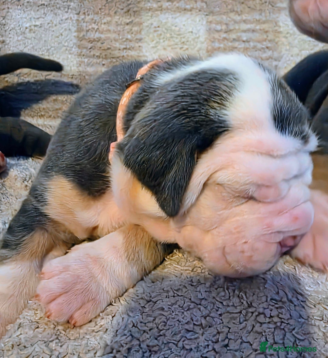 Olde English Bulldogge dogs for sale: Olde English Bulldog Puppies NEBBR Derby - Image 6