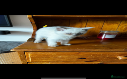 British Shorthair cats for sale: British short haired kittens  - Image 6