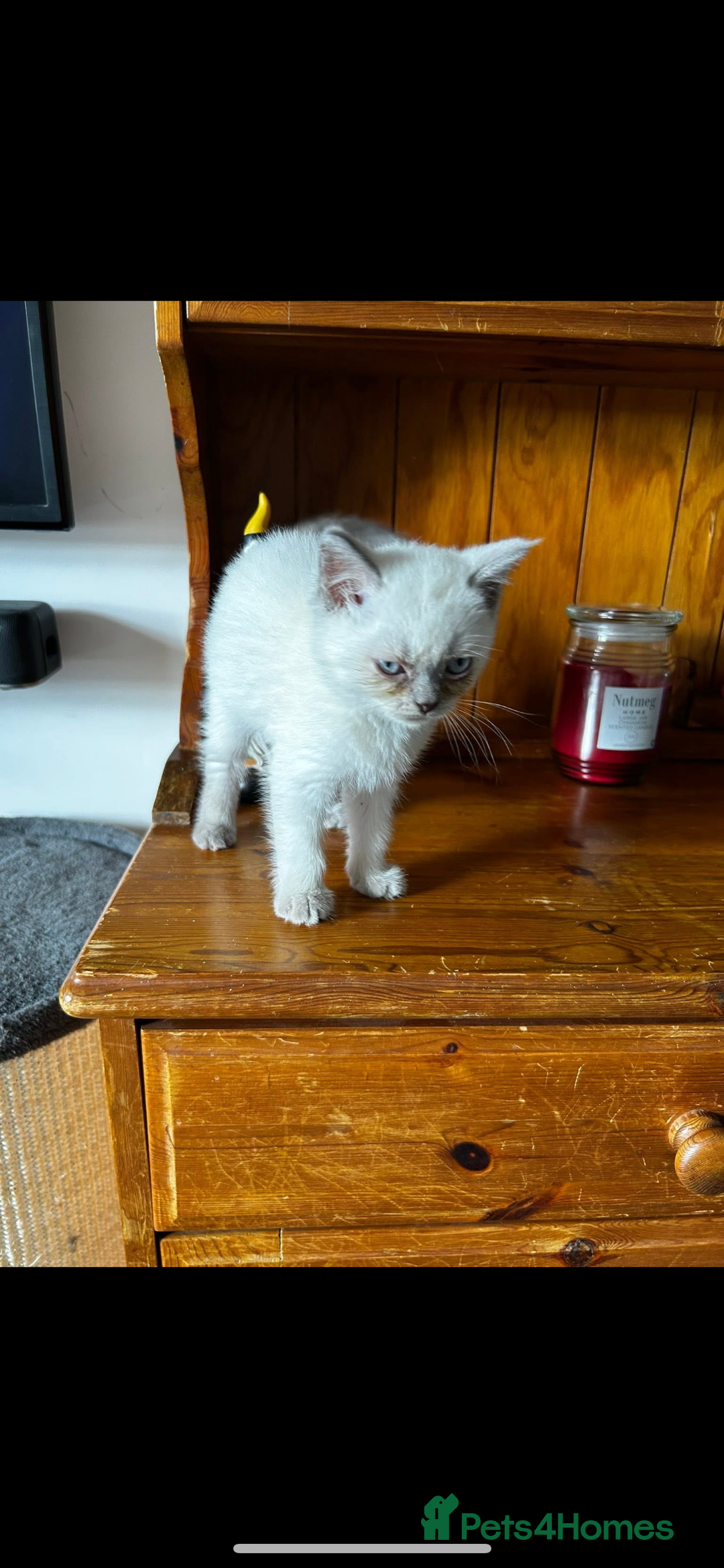 British Shorthair cats for sale: British short haired kittens  - Image 6
