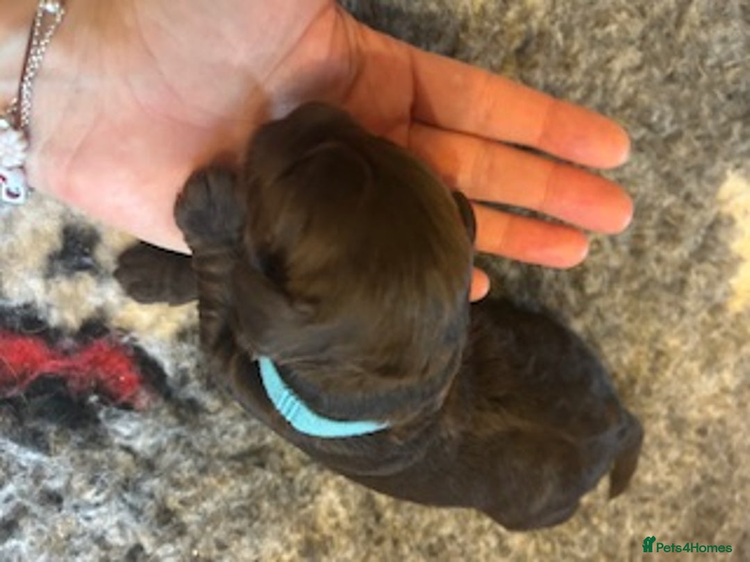 Cockapoo dogs for sale: Stunning litter of cockapoos, 2 males, 3 females - Advert 10