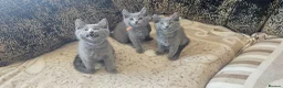 Russian Blue cats for sale: **TICA full pedigree Russian Blue kittens - Advert 16
