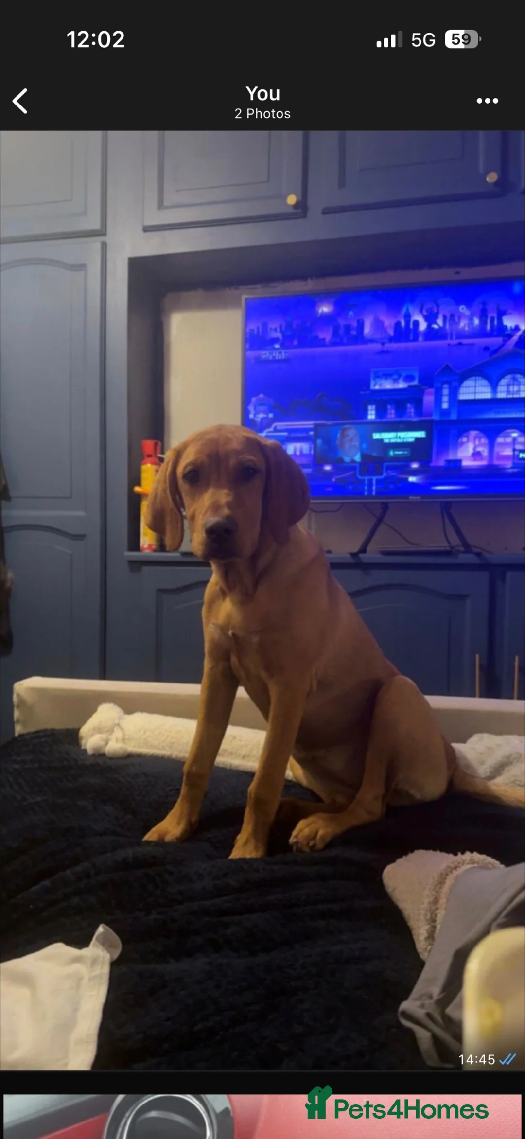 Mixed Breed dogs for sale: Looking for a loving home  - Advert 2