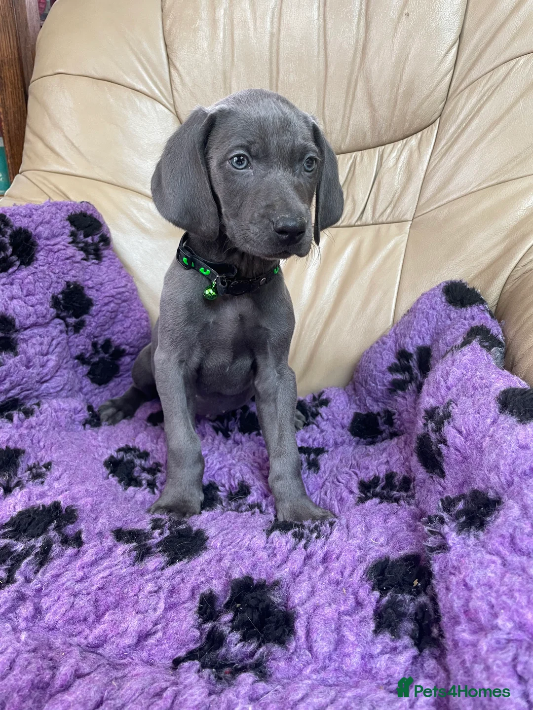 Weimaraner dogs for sale: Weimaraner kc registered  - Advert 14