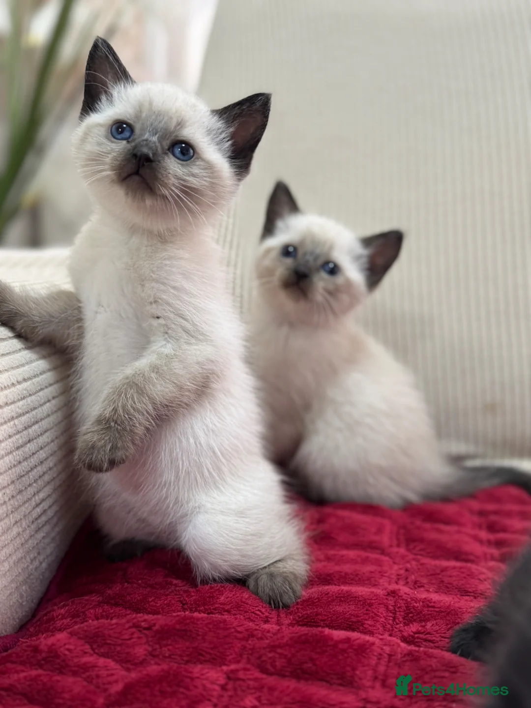 Mixed Breed cats for sale: sweet kittens half ragdoll half british short hair - Advert 2