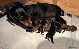 Dachshund dogs for sale: Beautiful dachshund puppies ready now - Image 1