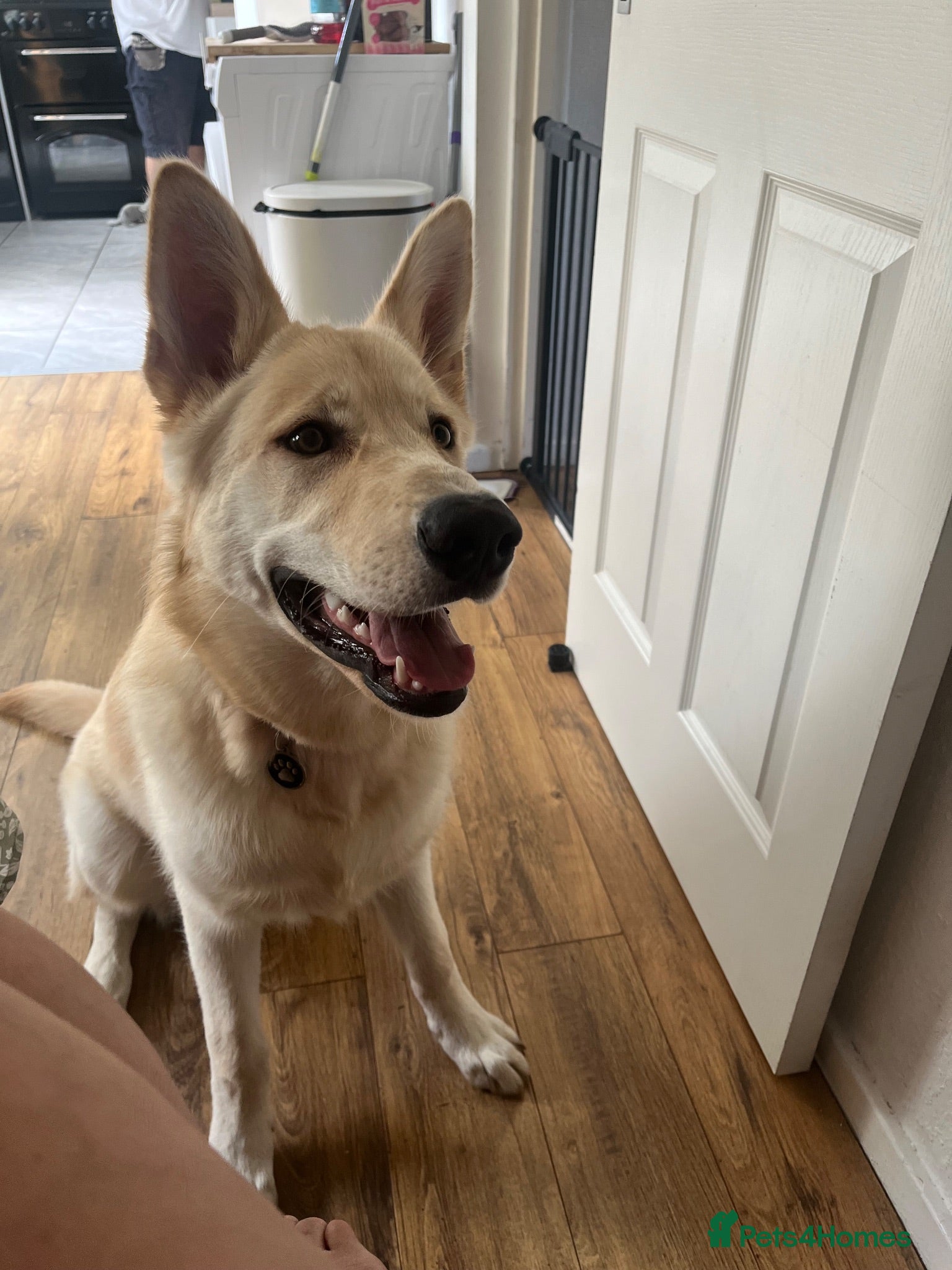 Mixed Breed dogs Beautiful 7 month old German shepherd boy  - Advert 4