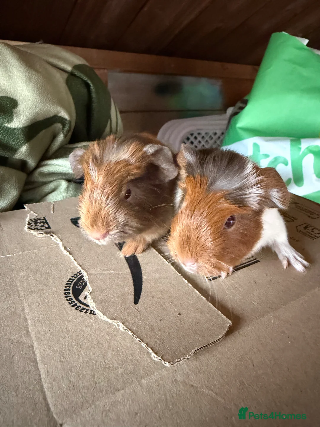 Guinea Pig rodents for sale: Baby guinea pigs. Also young sows  - Advert 12
