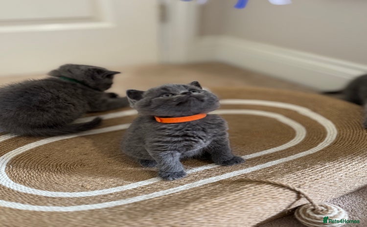 British Shorthair cats - Advert 13