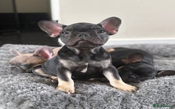 French Bulldog dogs for sale: 🐾 French Bulldog Puppies - Ready to go! 🐾 - Image 8
