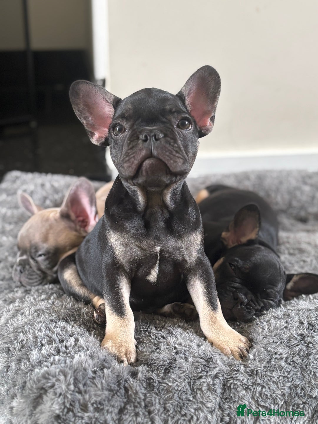 French Bulldog dogs for sale: 🐾 French Bulldog Puppies - Ready to go! 🐾 - Image 8