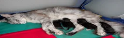 Mixed Breed cats for sale: Maine coon x - Advert 3