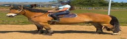 North Swedish Horse horses for sale: Stop Look and Appreciate - This Horse is Unreal  - Advert 1