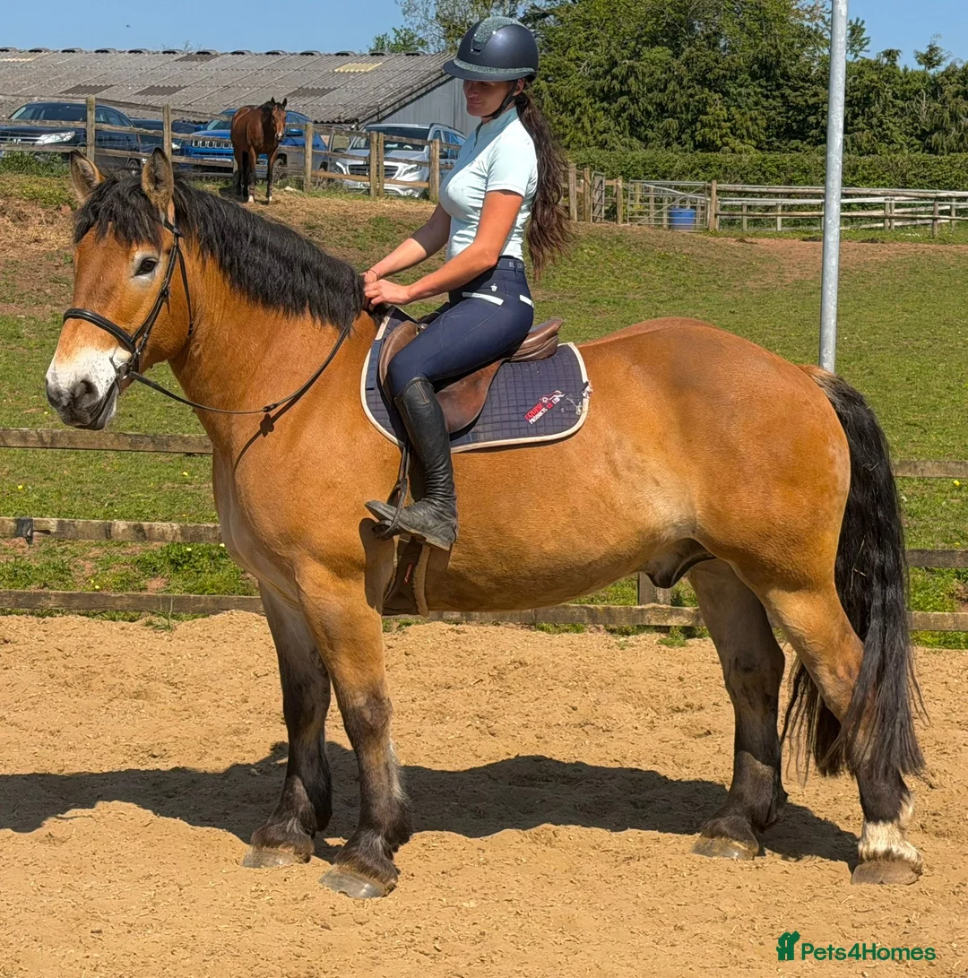 North Swedish Horse horses for sale: Stop Look and Appreciate - This Horse is Unreal  - Advert 1