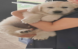 Golden Retriever dogs for stud: Proven Gorgeous Stud Dog - Image 21