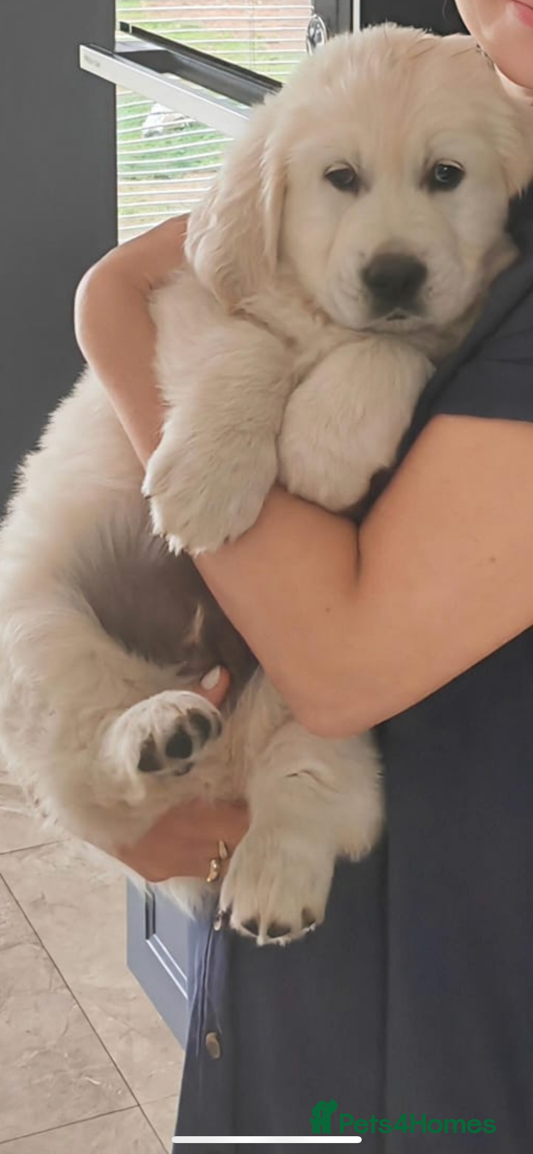 Golden Retriever dogs for stud: Proven Gorgeous Stud Dog - Image 21
