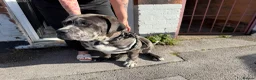 Cane Corso dogs for sale: Cane Corso Male  - Advert 9