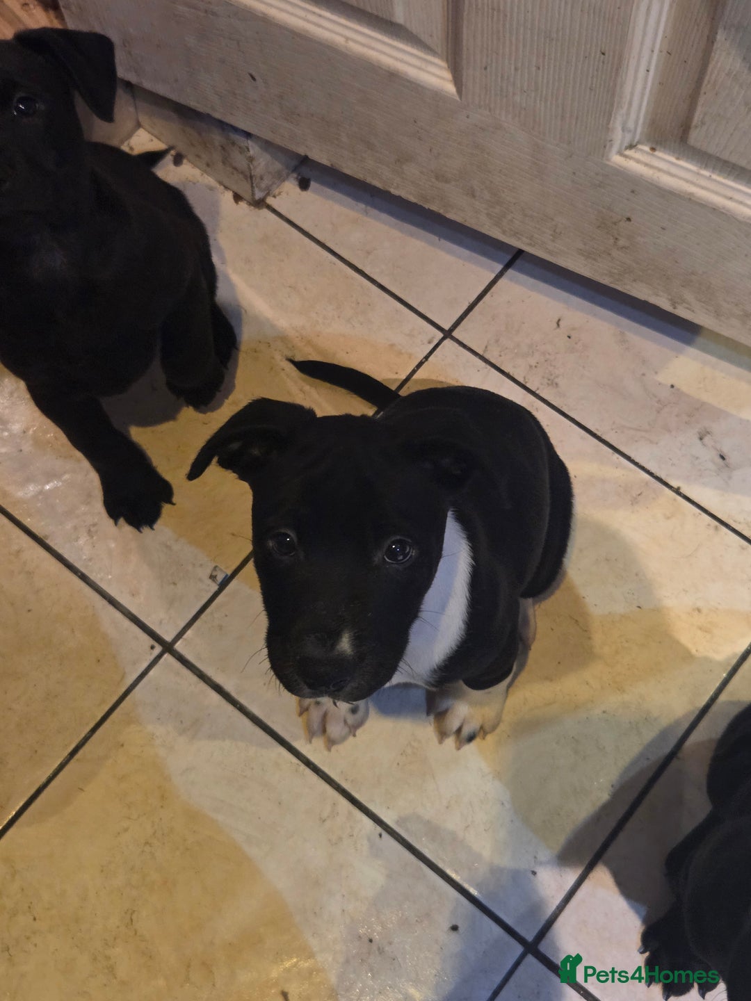 Mixed Breed dogs for sale: Chaffie Pups - Advert 7