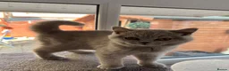 British Shorthair cats for sale: STUNNING GCCF ACTIVE LILAC KITTEN in Weston-super-Mare - Advert 7