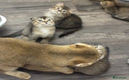 Scottish Fold cats for sale: Golden Scottish fold  - Image 4