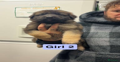 German Shepherd dogs - Advert 16