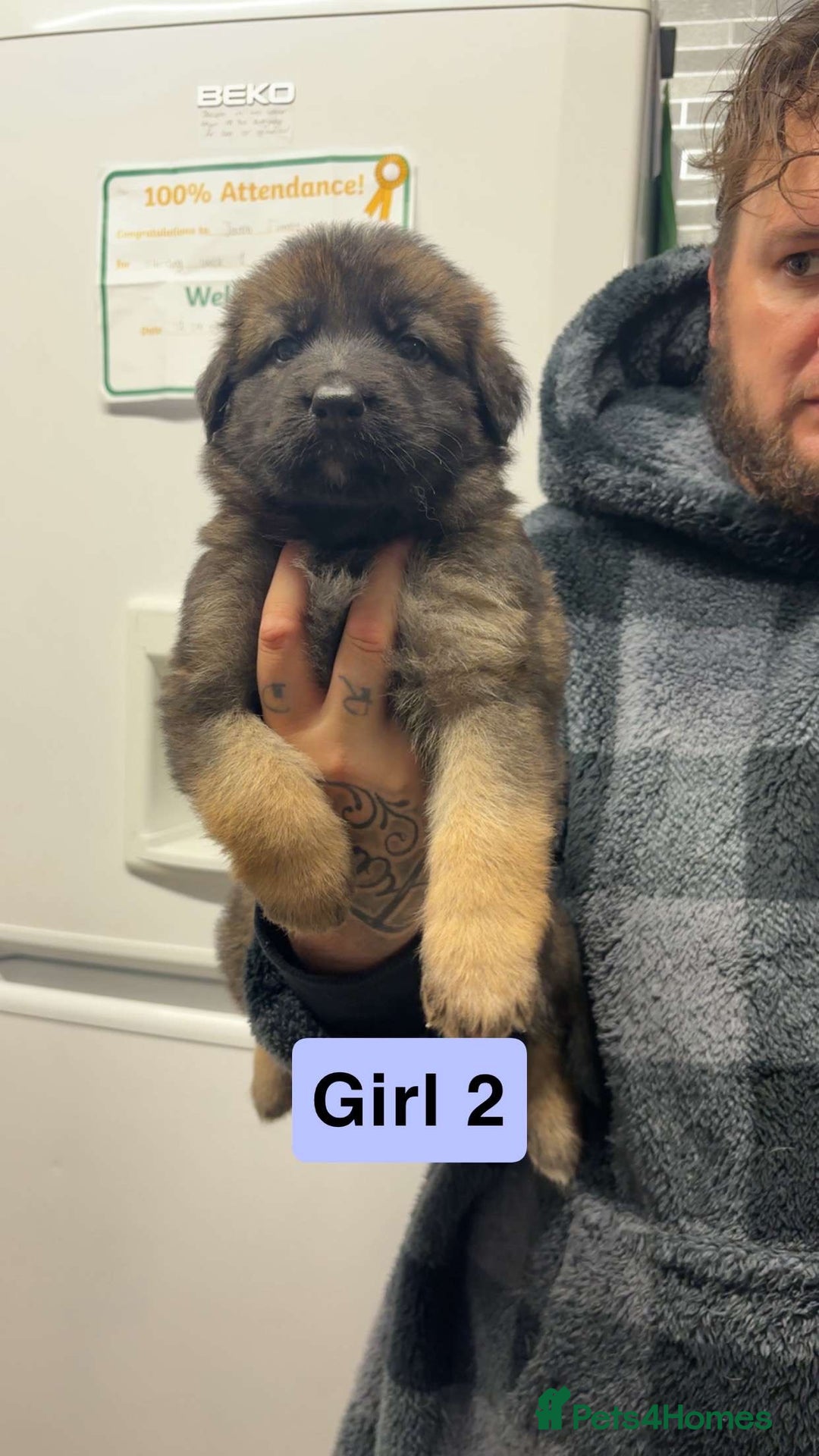 German Shepherd dogs for sale: German shepherd puppies  - Image 3