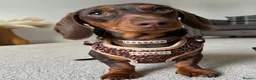 Dachshund dogs for sale: Winnie  in Middlesbrough - Advert 7