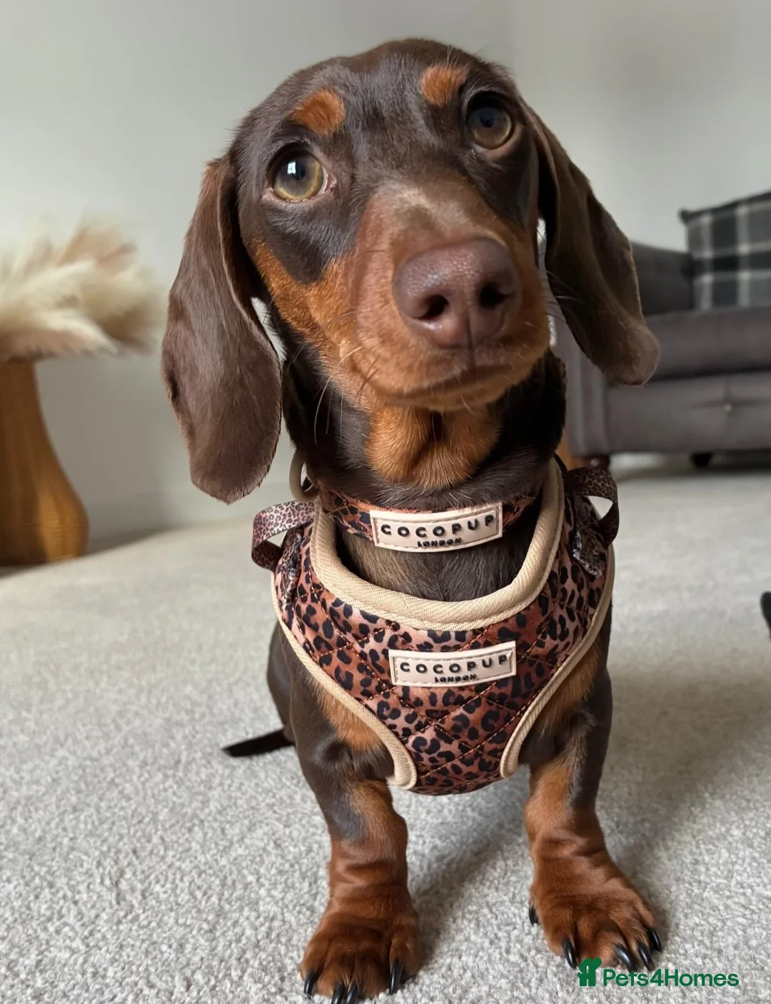 Dachshund dogs for sale: Winnie  in Middlesbrough - Advert 7