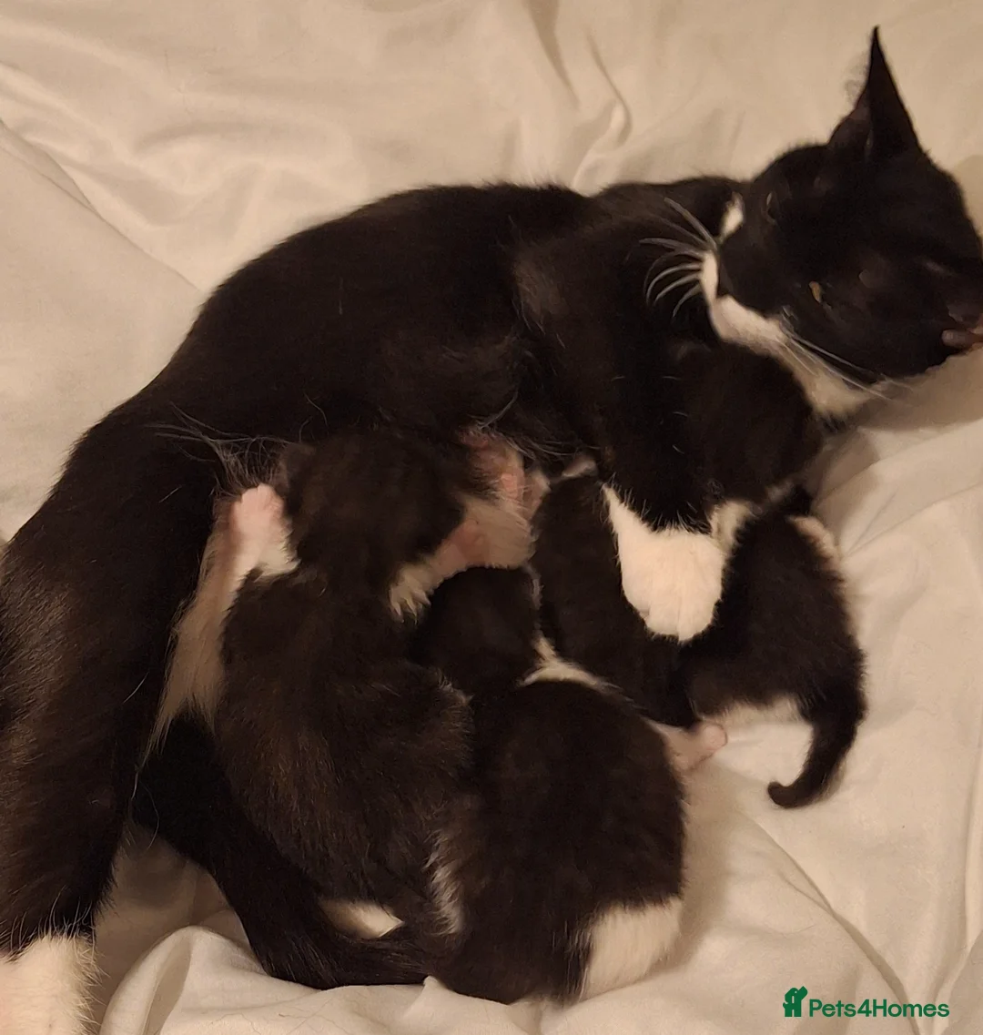 Mixed Breed cats for sale: Beautiful baby kittens.  in Larbert - Advert 40