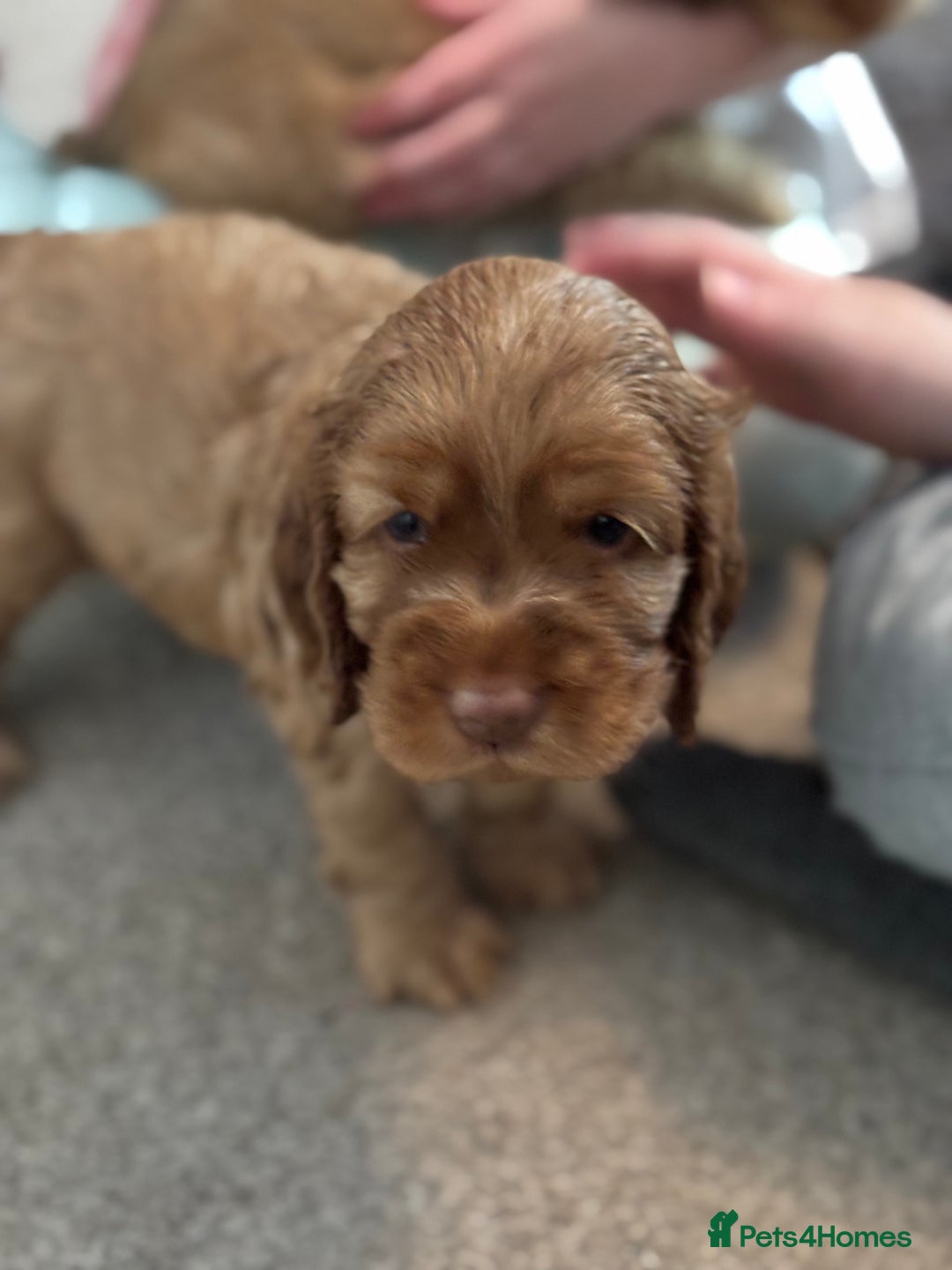 Cocker Spaniel dogs for sale: ✨ Show Cocker Spaniel pups ✨ - Image 28