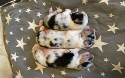 Australian Shepherd dogs for sale: Australian Shepherd puppies - Image 4