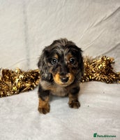 Miniature Dachshund dogs - Advert 4