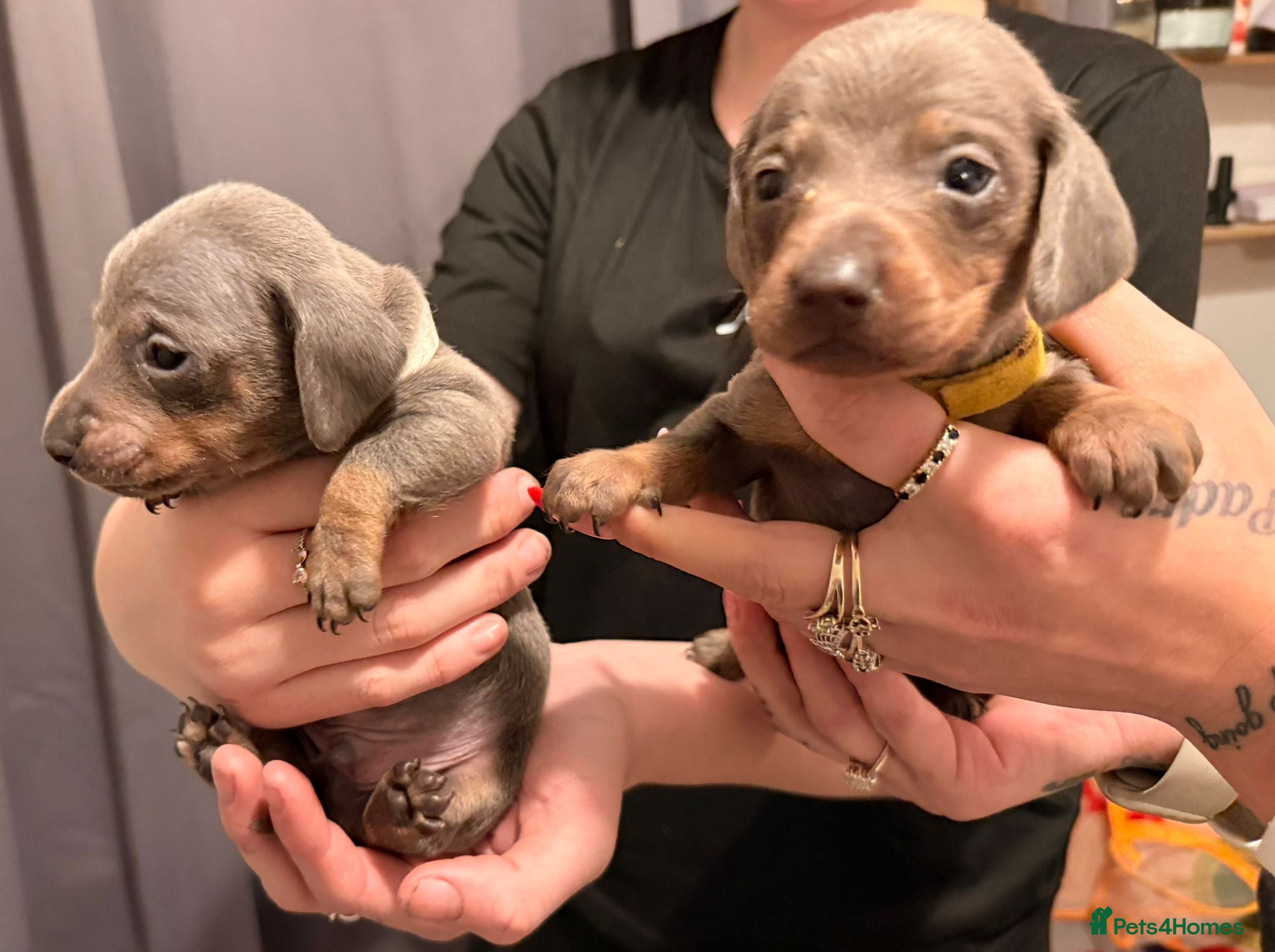 Dachshund dogs Dachshund puppies  - Advert 1