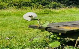 Pomeranian dogs for stud: Top Champion Lines KC White Pomeranian! - Image 7