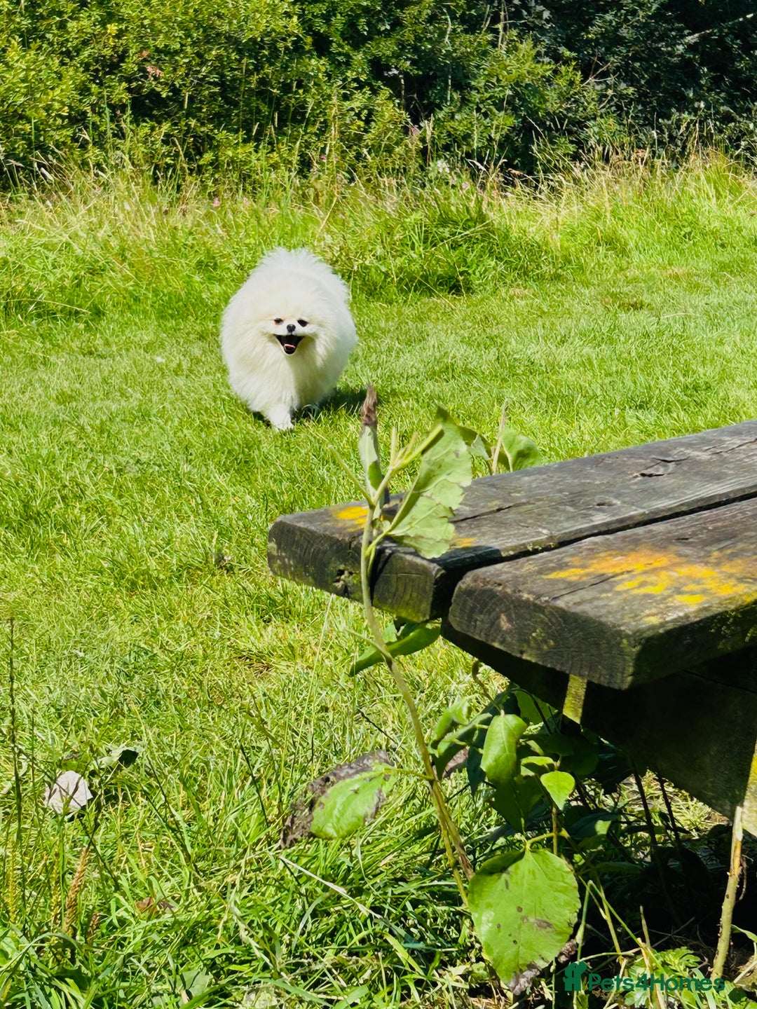 Pomeranian dogs for stud: Top Champion Lines KC White Pomeranian! - Image 7