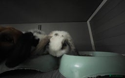 Mini Lop rabbits for sale: Mum and 2 daughters (trio) mini lop  - Image 3